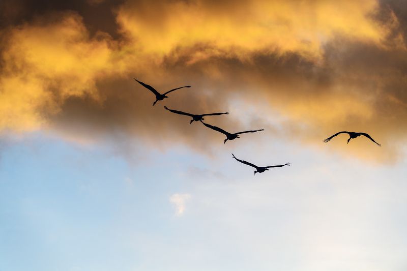 Fly to the skyphoto preview