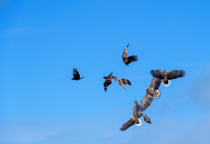 Chasingphoto preview