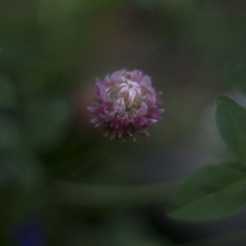 клевер ***photo preview