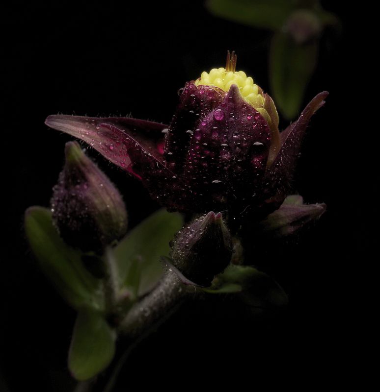 Состояниеphoto preview