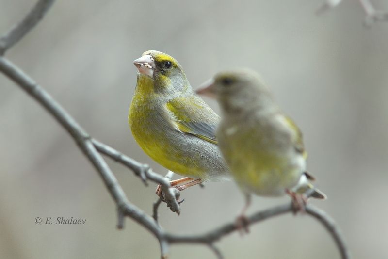 birds,carduelis chloris,european greenfinch,обыкновенная зеленушка,птица,птицы,фотоохота Он обернулся посмотреть....photo preview
