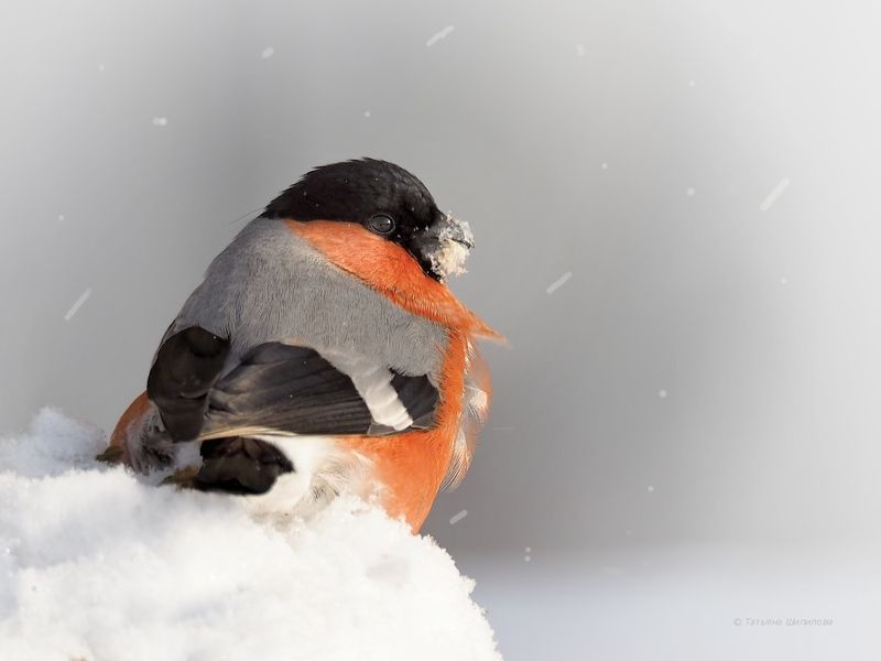 pyrrhula pyrrhula, зима, красота, мороз, московская область, обыкновенный снегирь, природа, птицы, птицы россии, снег, снегирь, фауна, февраль Зима... фото превью