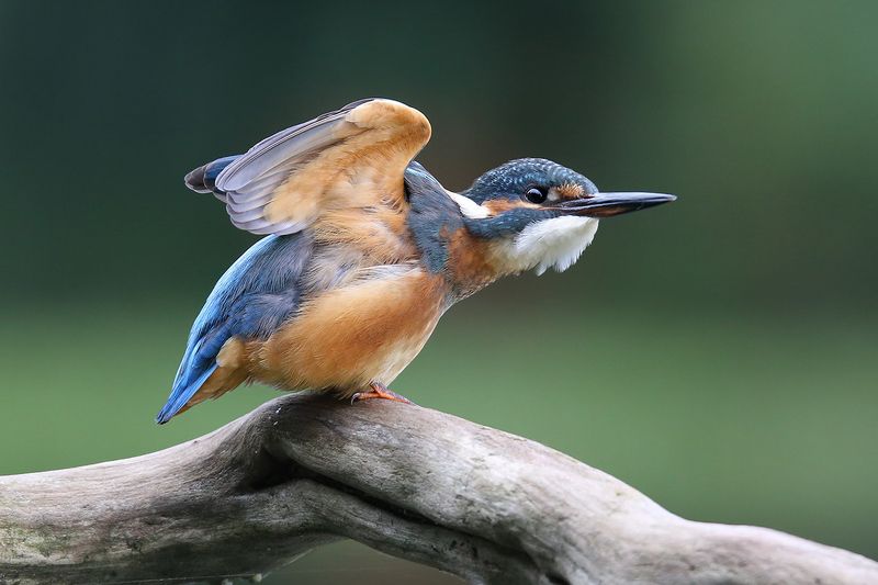 common kingfisher, alcedo atthis, зимородок, обыкновенный, голубой, zivju dzenītis, riga, latvia, От винта!photo preview