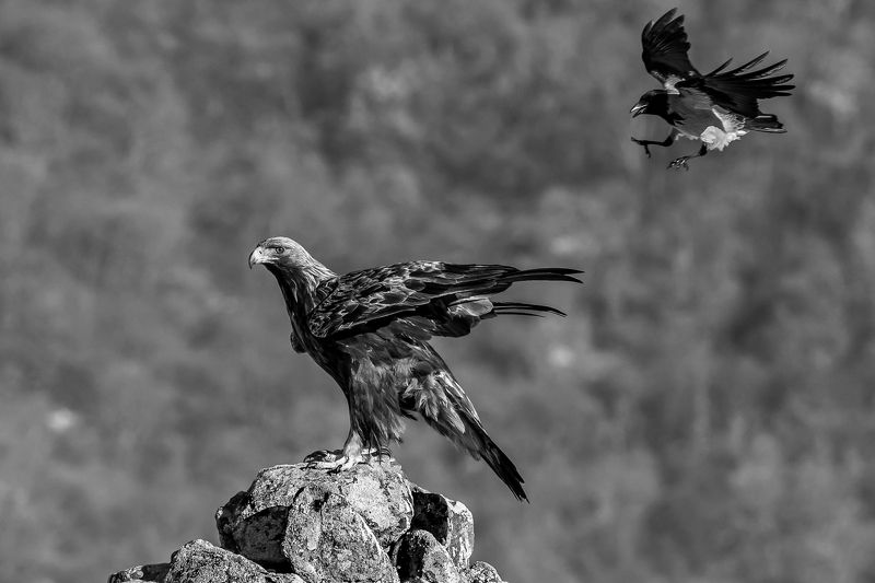 animal,bird,winter,wildlife,fight,snow,action,landscape,attack,fury,anger,portrait,mountain,rocks,nature орел /golden eagle/photo preview