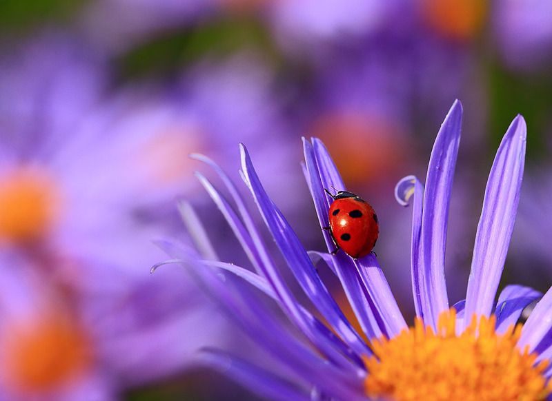 Божья коровка,сиреневая ромашка,лето,солнце,свет,цвет. В море сиреневых ромашек..photo preview