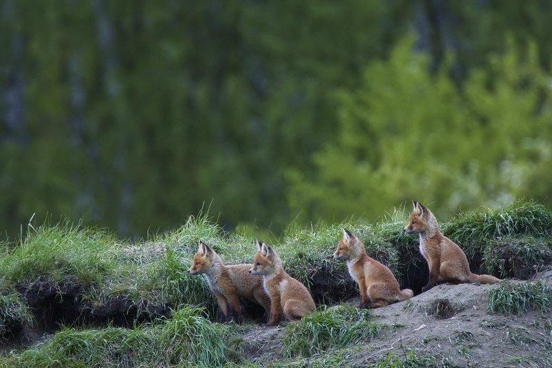 Когда мама ушла в магазинphoto preview