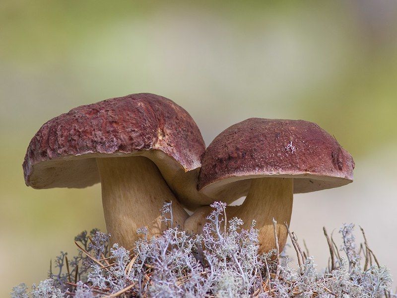 грибы,север,печора,коми,дары,природа, Бе́лый гриб , или борови́кphoto preview