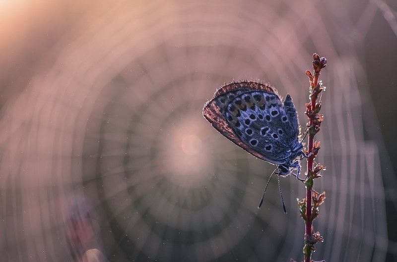 В центре вселеннойphoto preview