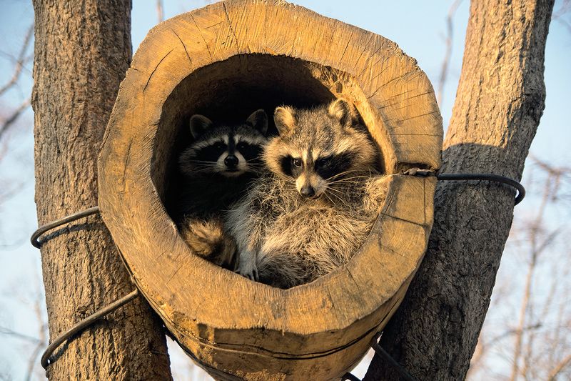 Скворцыphoto preview