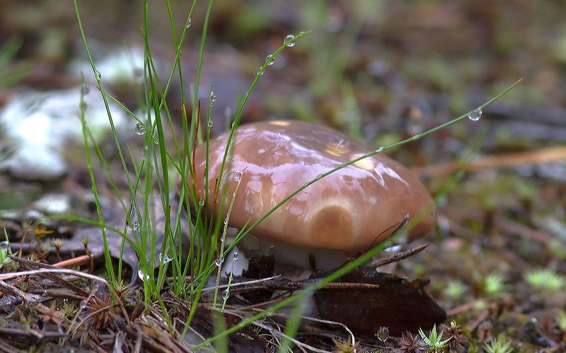 грибы,маслята,север,печора,коми,дары,природа, Грибы маслятаphoto preview