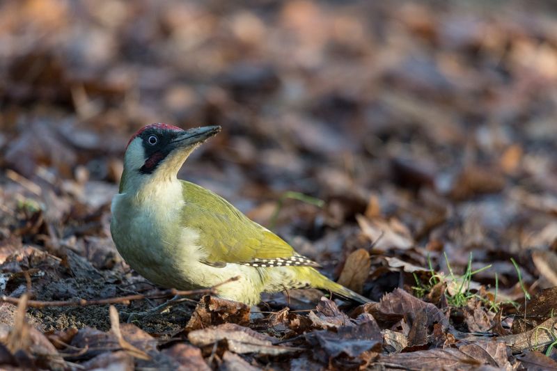 В поиске едыphoto preview