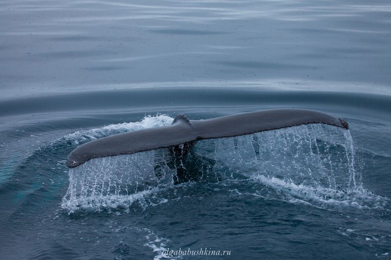 Кит Китphoto preview