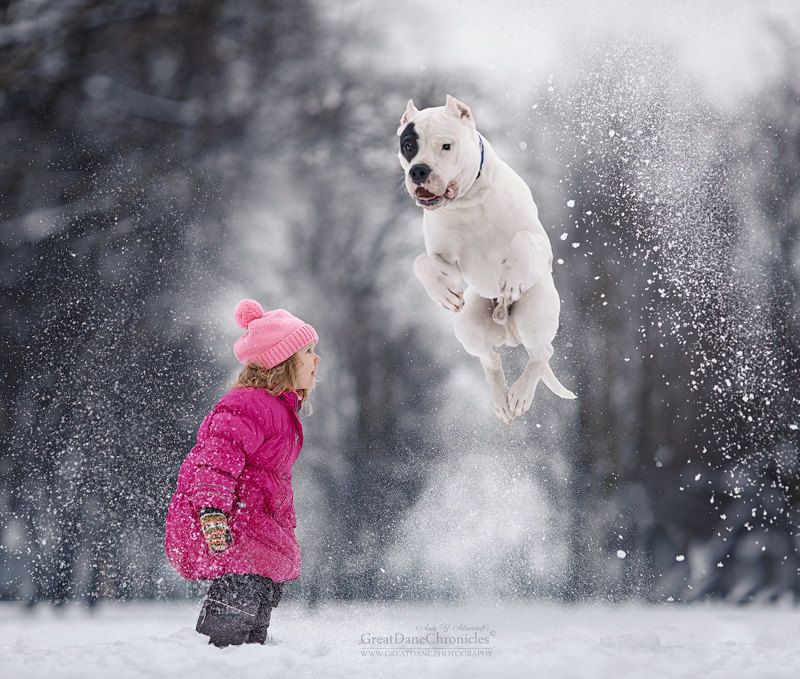 Dogo Argentinophoto preview