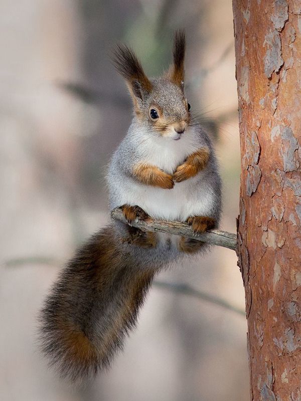 белка,север,печора,коми,живатные,лес,,природа,фауна, protein,north,pechora,komi republic,zhivotnye,forest,,nature,fauna, Про белокphoto preview