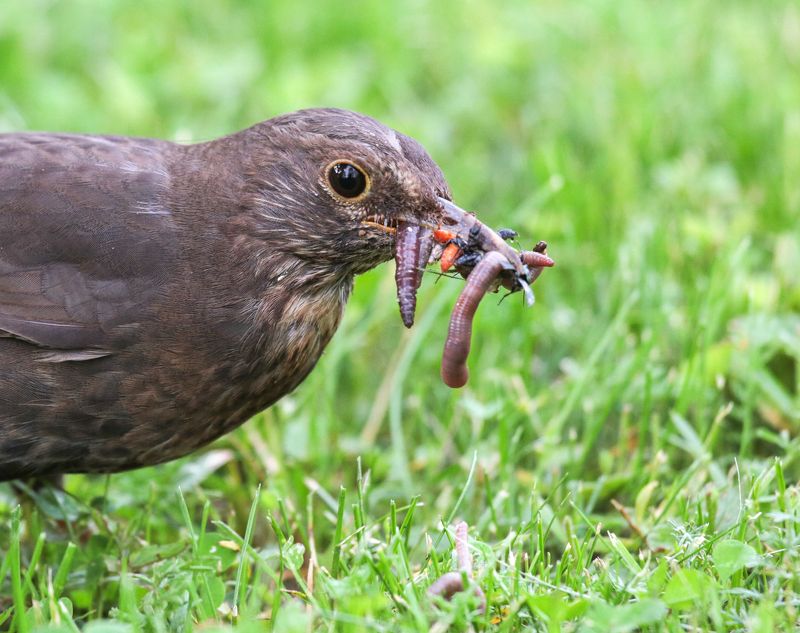 Сытный обед малышам.photo preview
