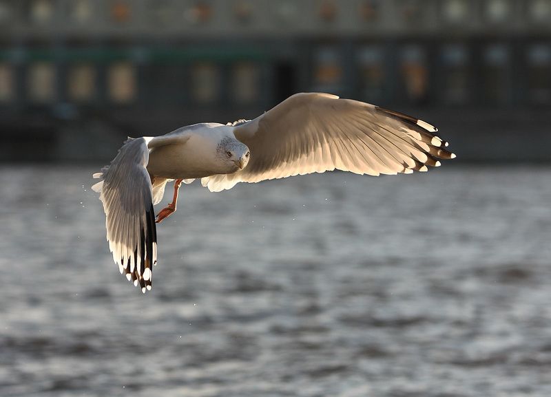 Закрыться крылом от солнцаphoto preview