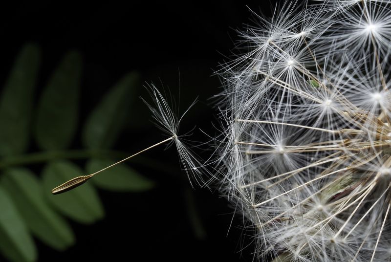 Отщепенецphoto preview