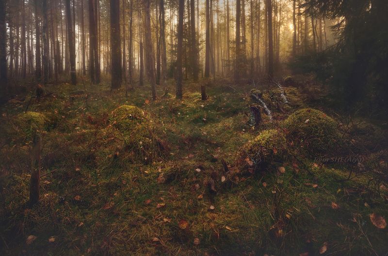 рассвет, пейзаж, утро, лес, landscape, туман Осенним утром...photo preview