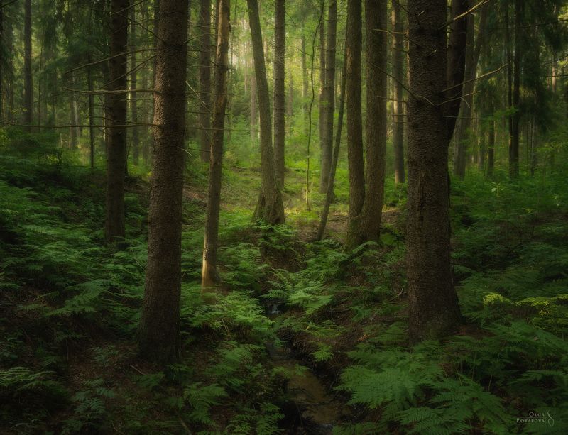 ленинградская область, лес, деревья, комарово, еловый лес, ель, зелень, лето, ручей Лес под холмомphoto preview
