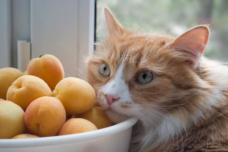 Мальчик с абрикосамиphoto preview