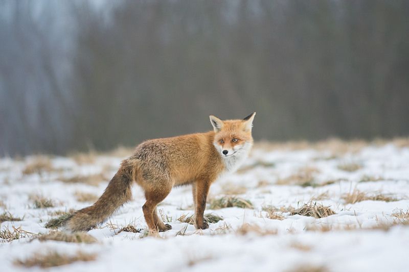 Lisiura.photo preview