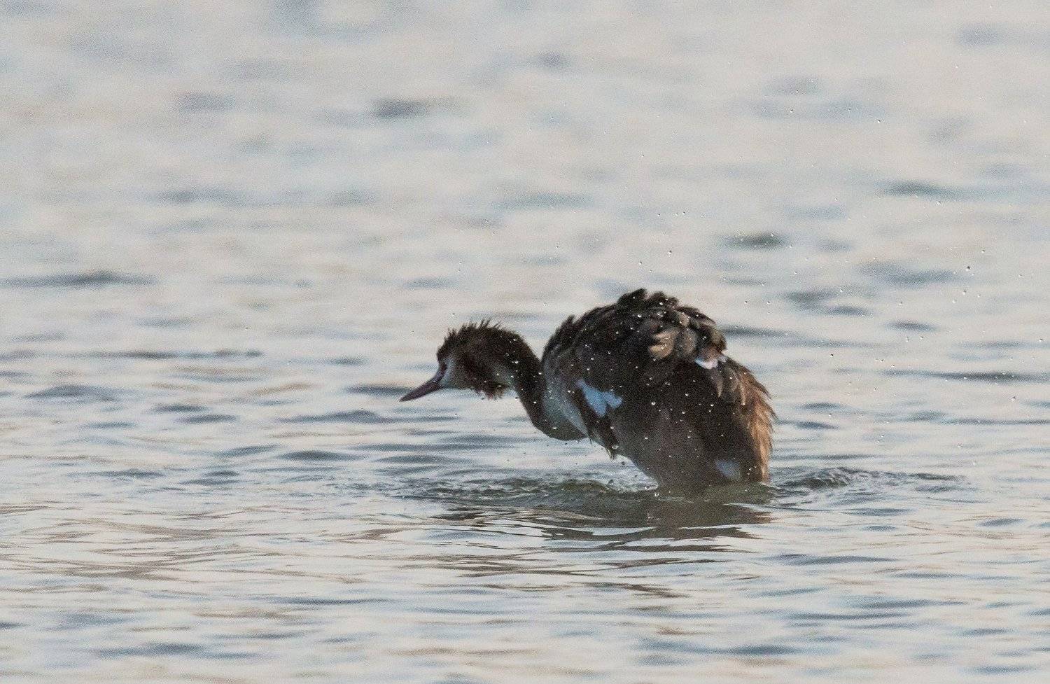 НАДО НЫРНУТЬ. Автор: ФЁДОР река, кубань, утро, туман, утка, ФЁДОР