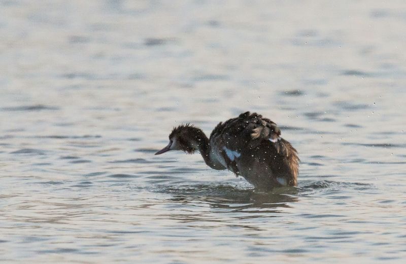 река, кубань, утро, туман, утка НАДО НЫРНУТЬphoto preview