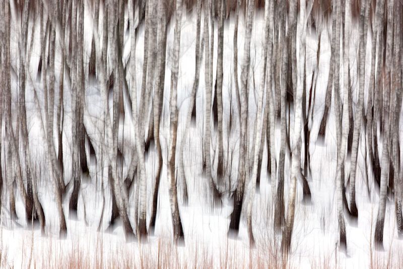 береза, абстракция Безудержная дискотекаphoto preview