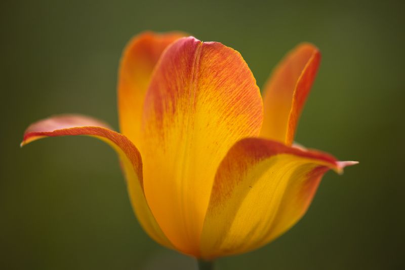 В поисках лазоревого цветкаphoto preview