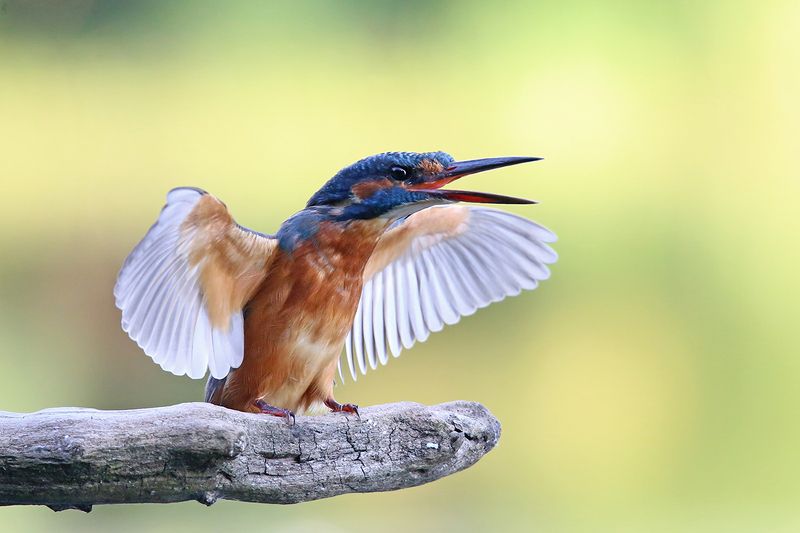 common kingfisher, alcedo atthis, зимородок, обыкновенный, голубой, zivju dzenītis, riga, latvia, Про крылья, ноги и... рукиphoto preview