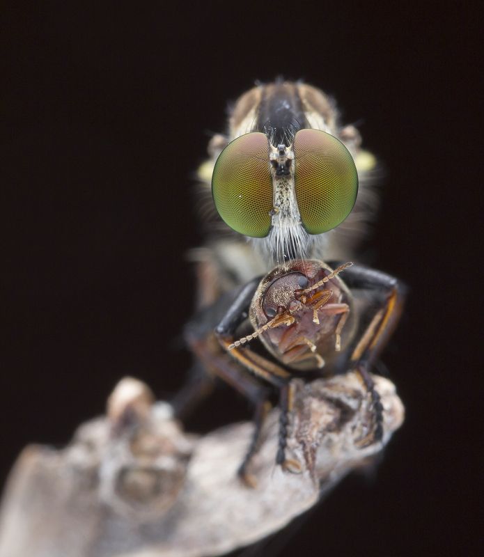 Robber Fly With Prey 180213Aphoto preview