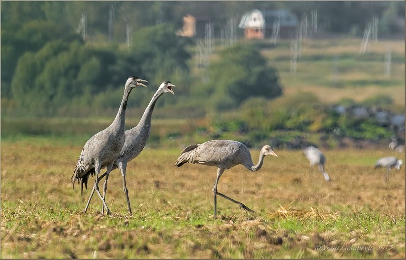 птицы, природа, журавль, grus grus, серый журавль, осень, 2017, сентябрь, россия, подмосковье Раз, два левой, мы шагаем смело!photo preview