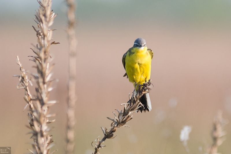 motacilla flava, male, birds, bird, morning, nature Don\'t disturb me, I\'m busy!photo preview