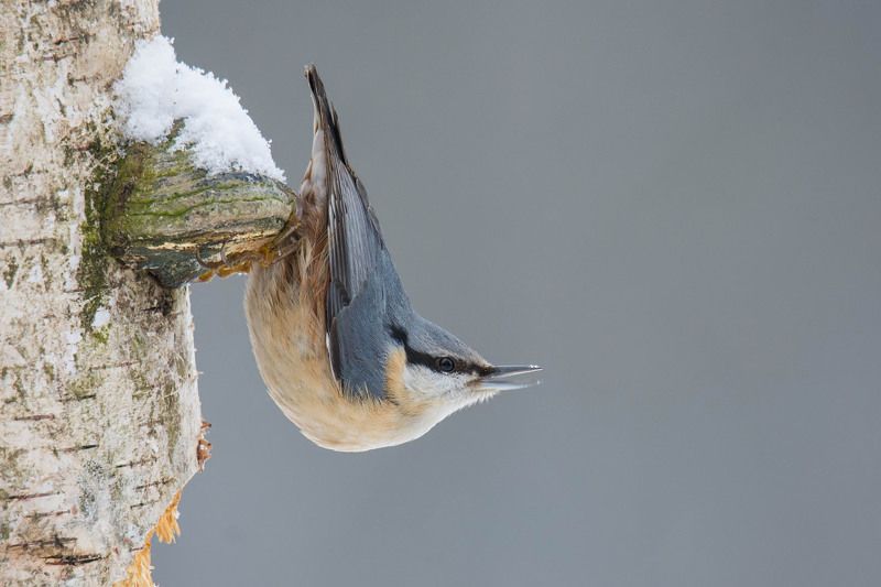 Kowalik.photo preview