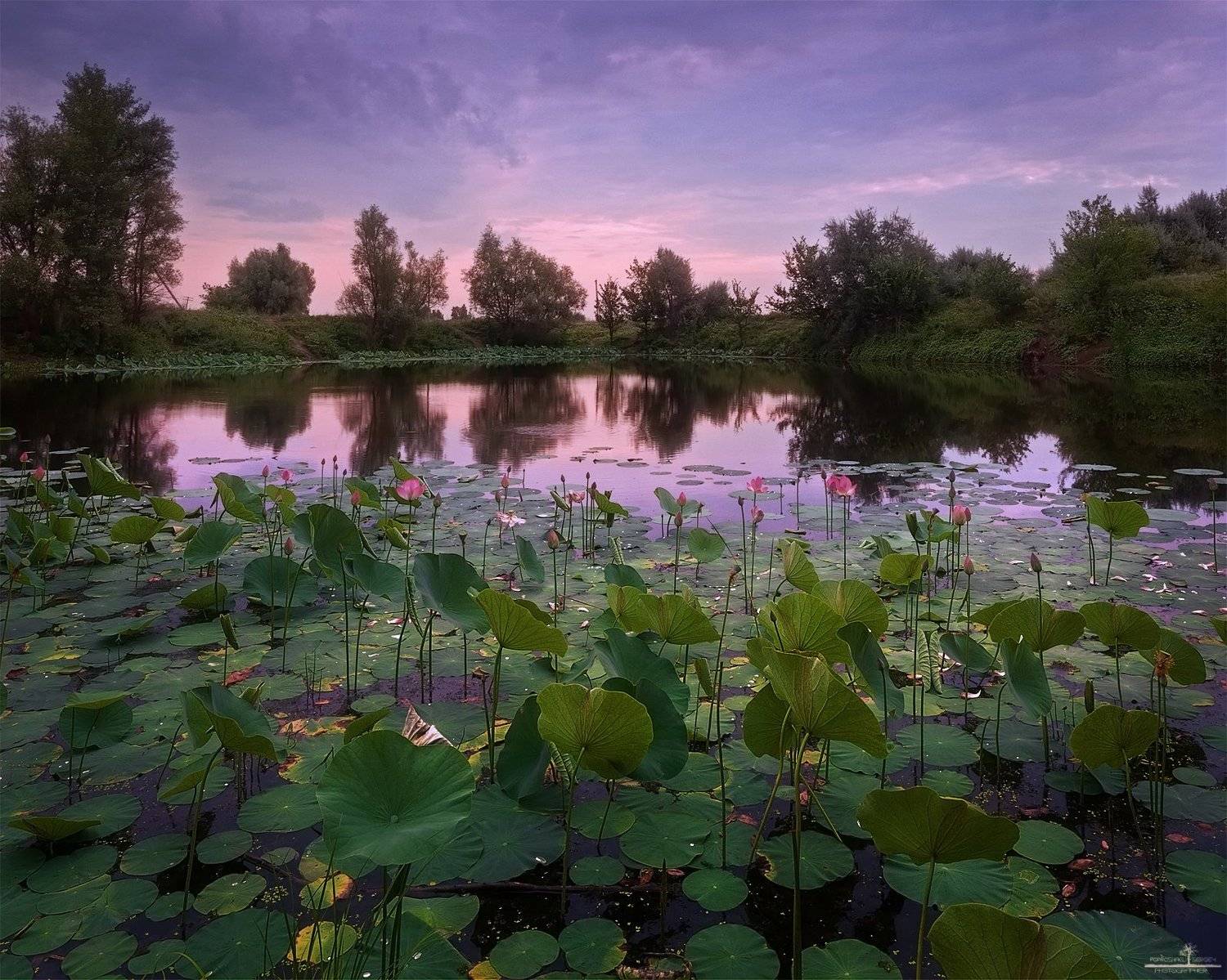 лотос, Попрошаев Сергей