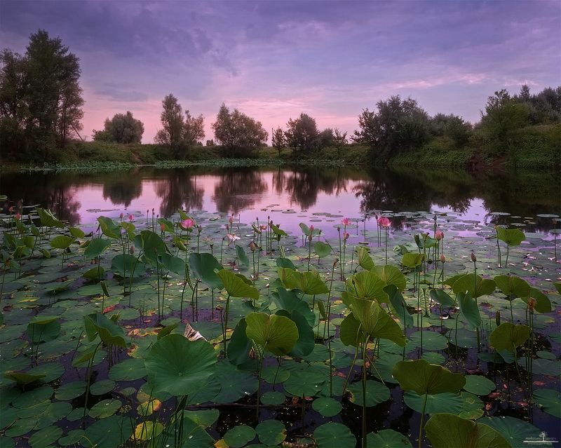 лотос Озеро лотосовphoto preview