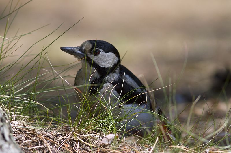 птицы,север,печора,коми,анималистика,дятел,природа,фауна,birds, north,pechora, komi, animalism,sparrow, nature, fauna, Спряталсяphoto preview