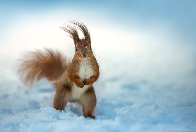 белка ***photo preview