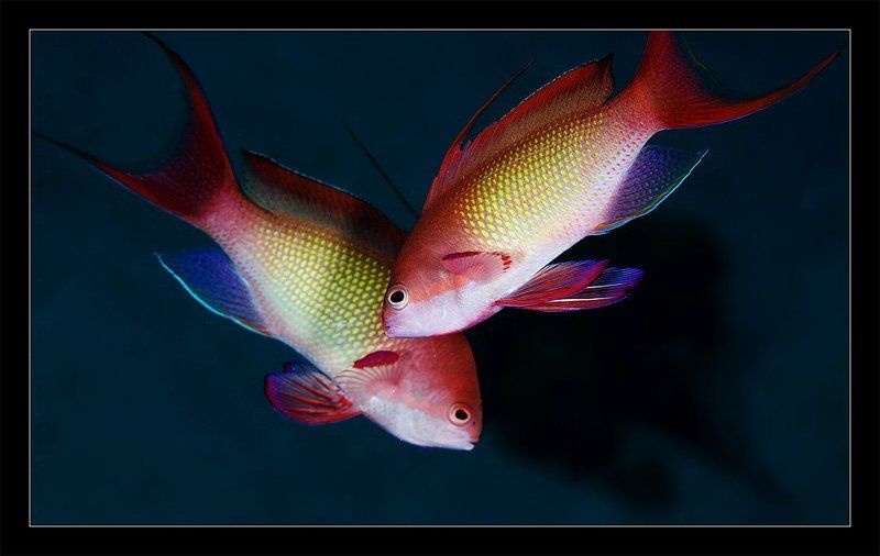 сказочные, окуньки, макро, дахаб, египет, красное, море Про сказочных окуньковphoto preview