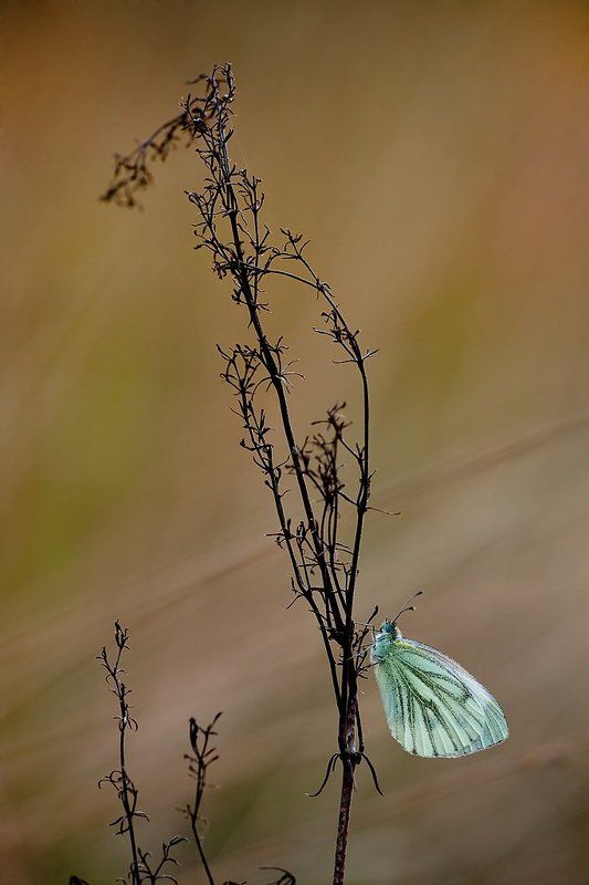 бабочка на сухой травинке...photo preview