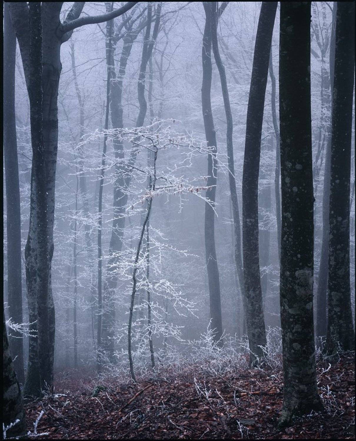 mamiya, fuji, velvia, Роман Путинцев