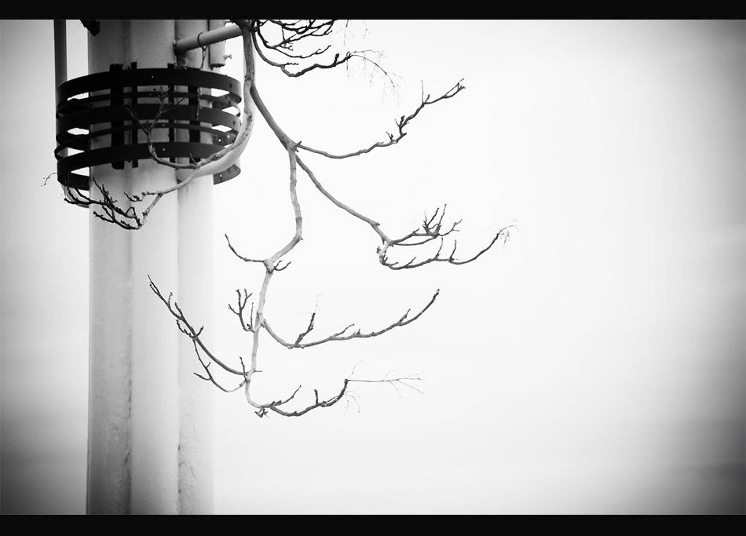 Танка Белого..... Автор: Детеныш , Детеныш