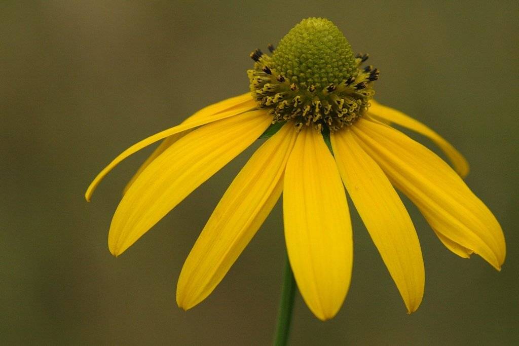 Rudbekia. Автор: Robert , Robert