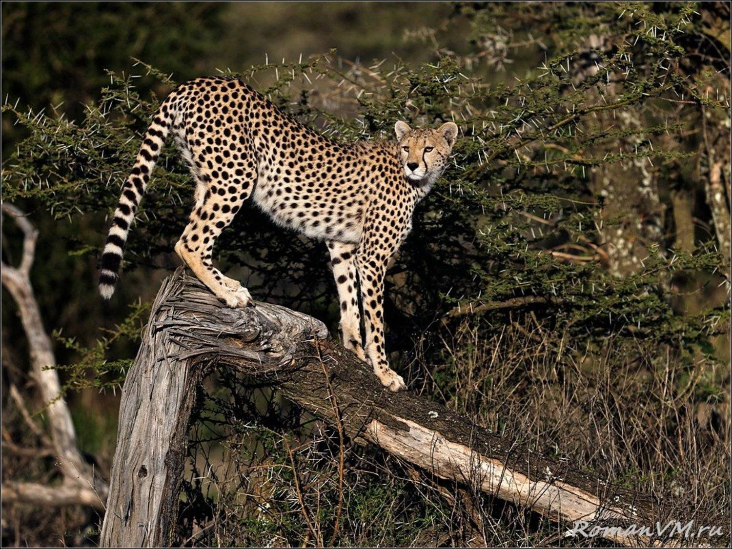 Лесной дозор.. Автор: Роман Мурушкин африка, танзания, серенгети, гепард, Роман Мурушкин