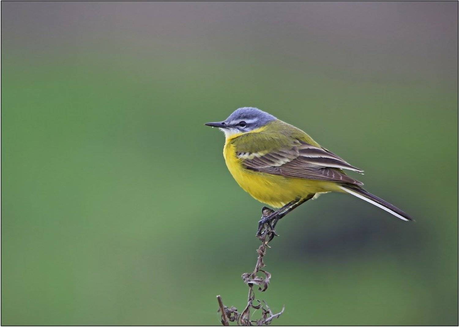 жёлтая трясогузка,  motacilla flava, Леонид