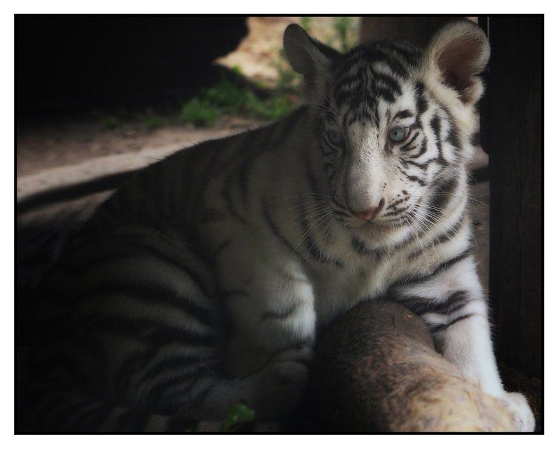 Little tigerphoto preview