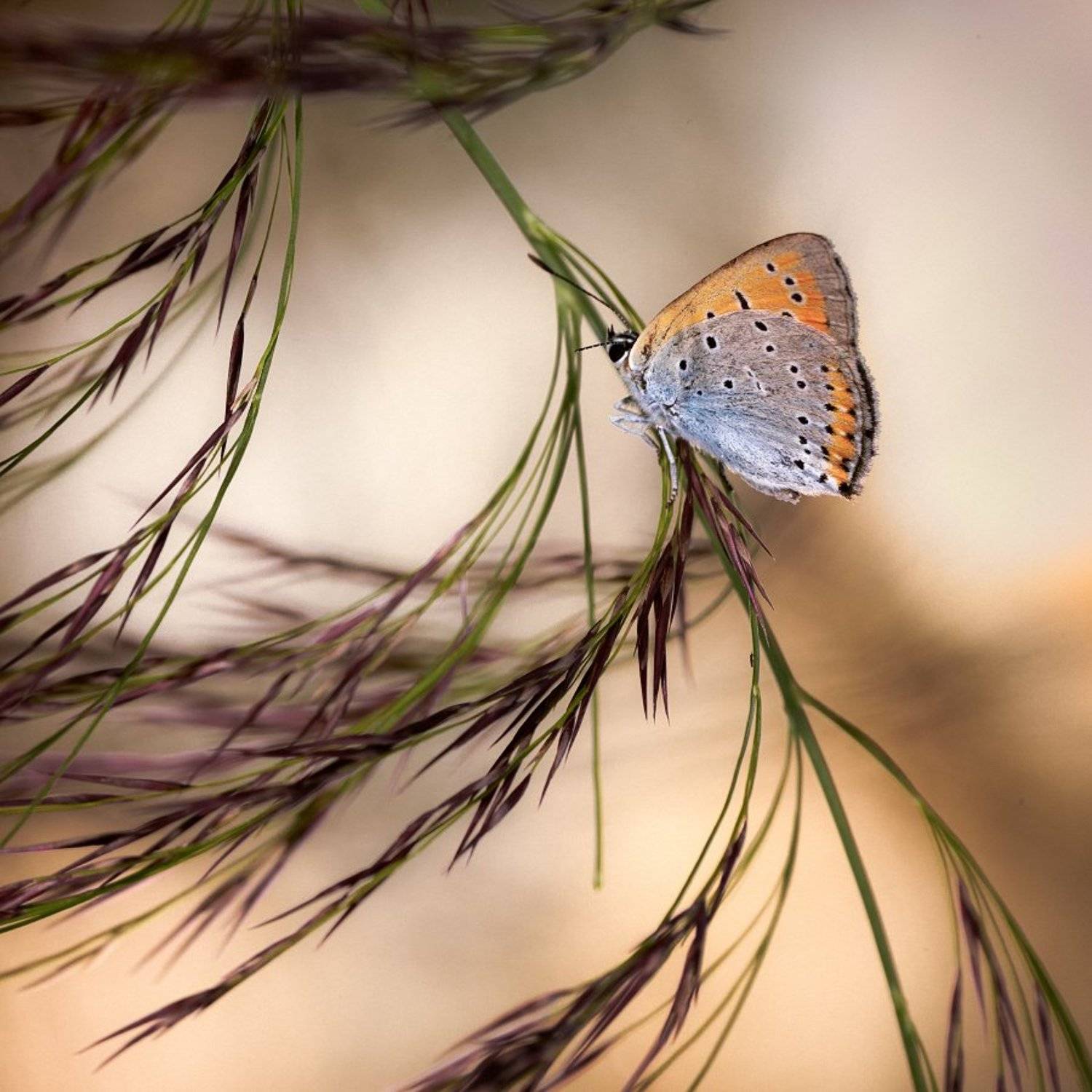 ***. Автор: Sergey Braga , Sergey Braga