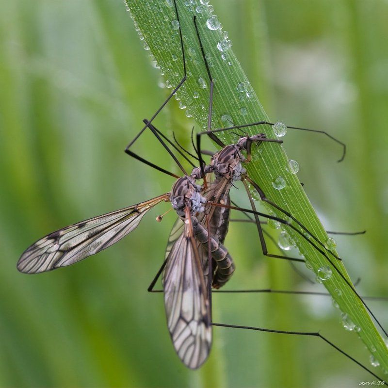 макро,комары-долгоножки,crane fly,die schnaken,tipulidae Узы любвиphoto preview