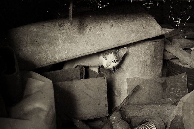 чердак, киса Заброшенный дом..photo preview