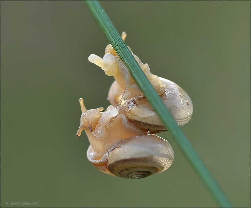 Макро-нюphoto preview